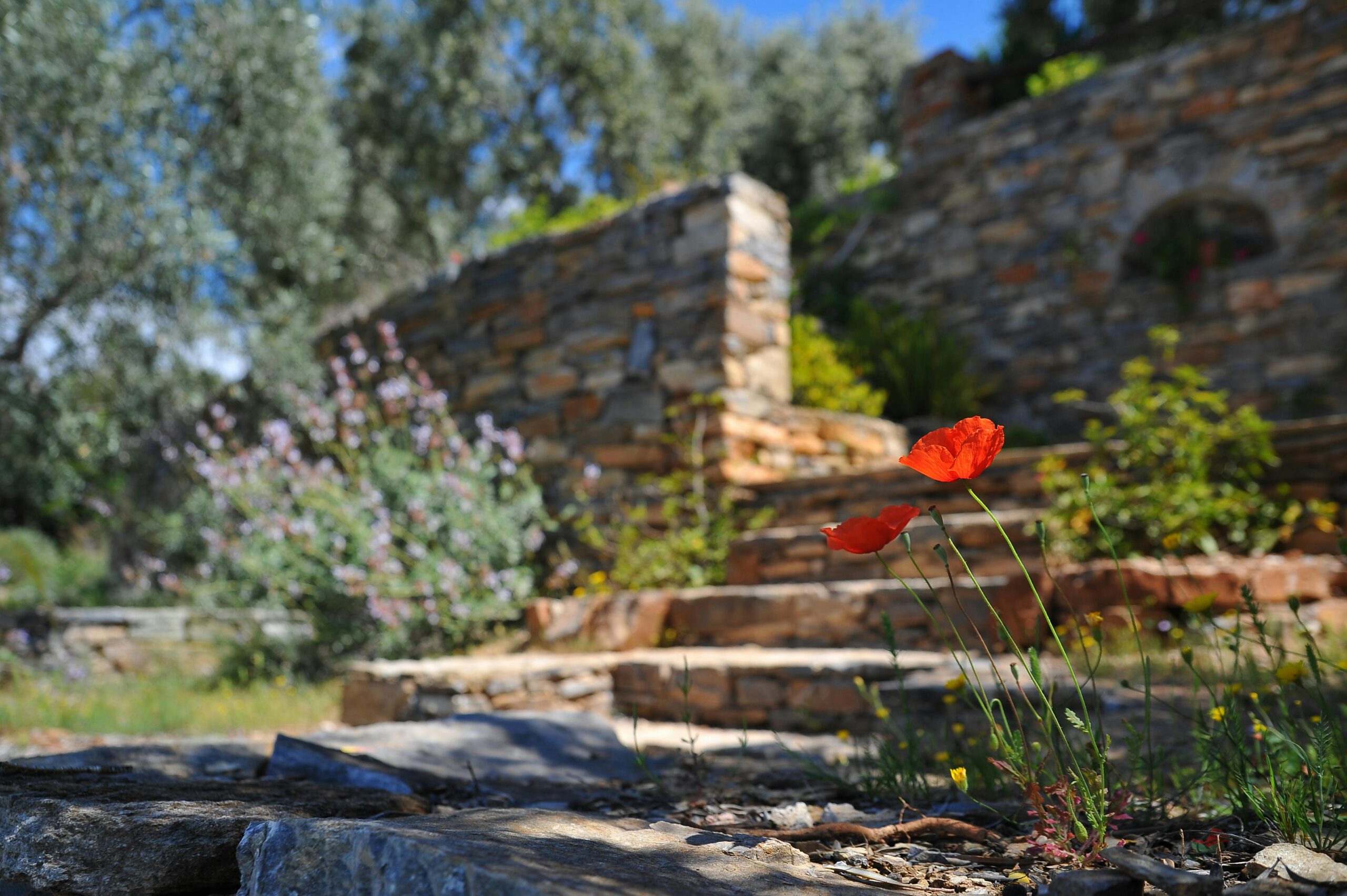 Drystone Walling in The Cotswolds project image